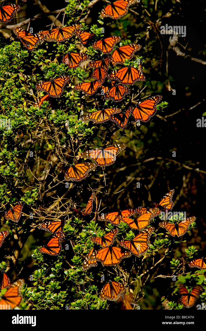 Schmetterlinge, Sierra Chincua Heiligtum, Mexiko Stockfoto