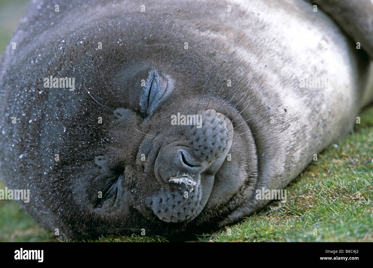 Südlichen See-Elefanten pup Stockfoto