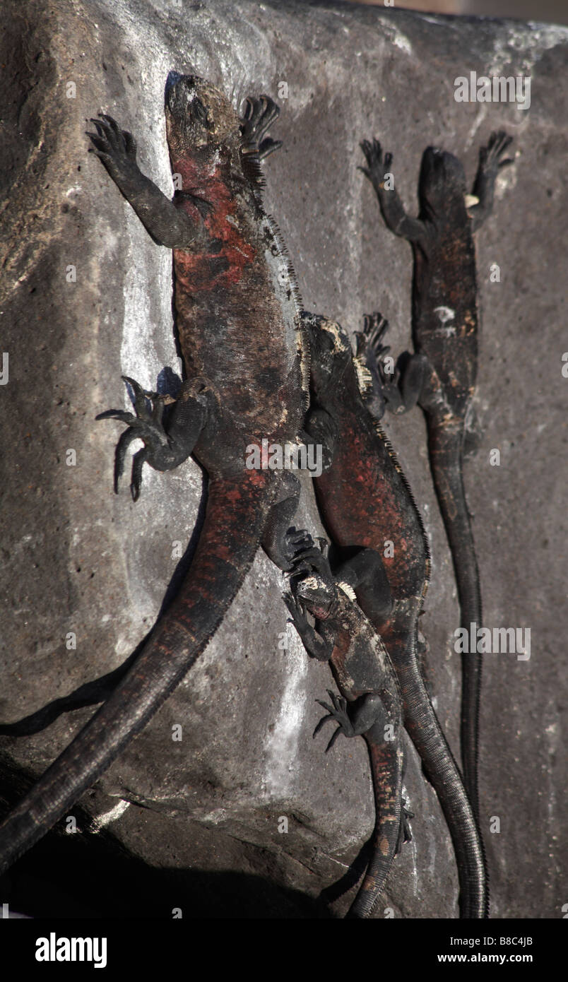 Galapagos Marine iguana, Amblyrhynchus cristatus venustissimus, klammerte sich an Felsen in Punta Suarez, Espanola Island, Galapagos Inseln im September Stockfoto