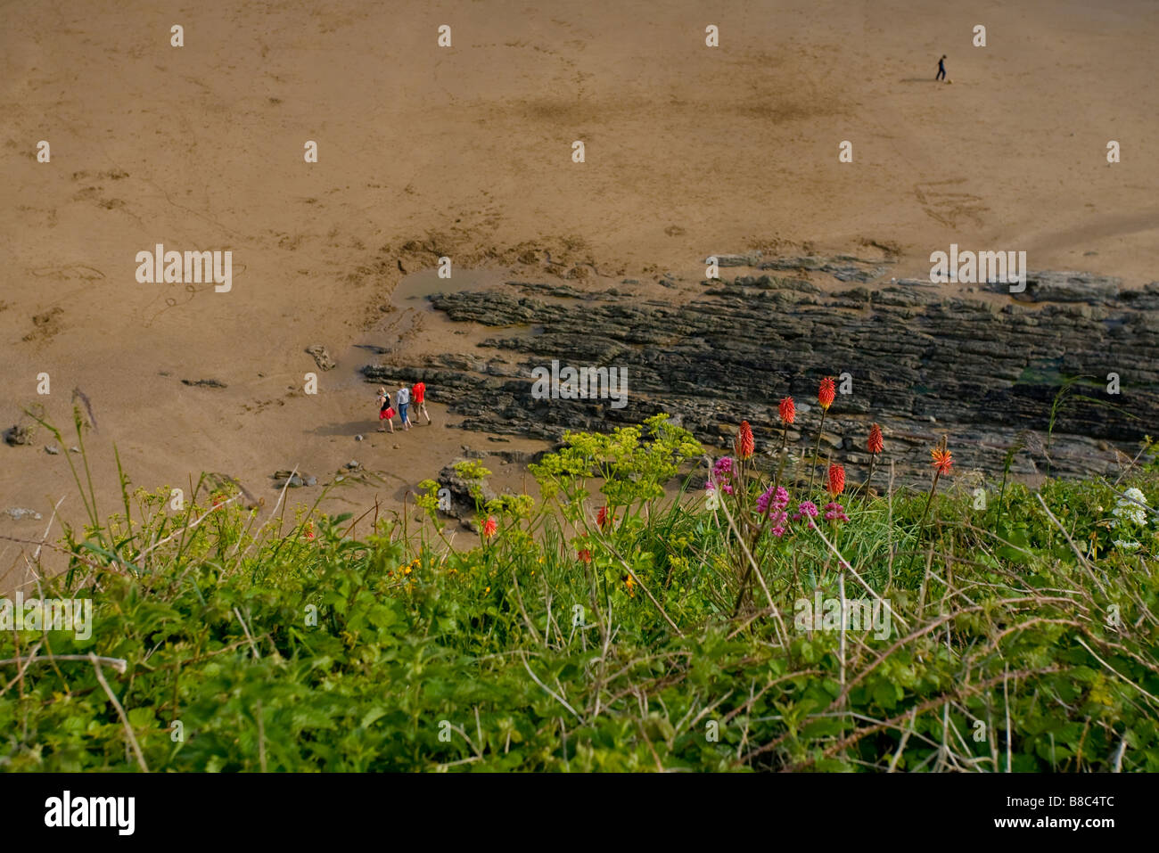 Ein Blick auf Saunton Sands Beach Devon von den Klippen mit wilden Blumen im Vordergrund Stockfoto