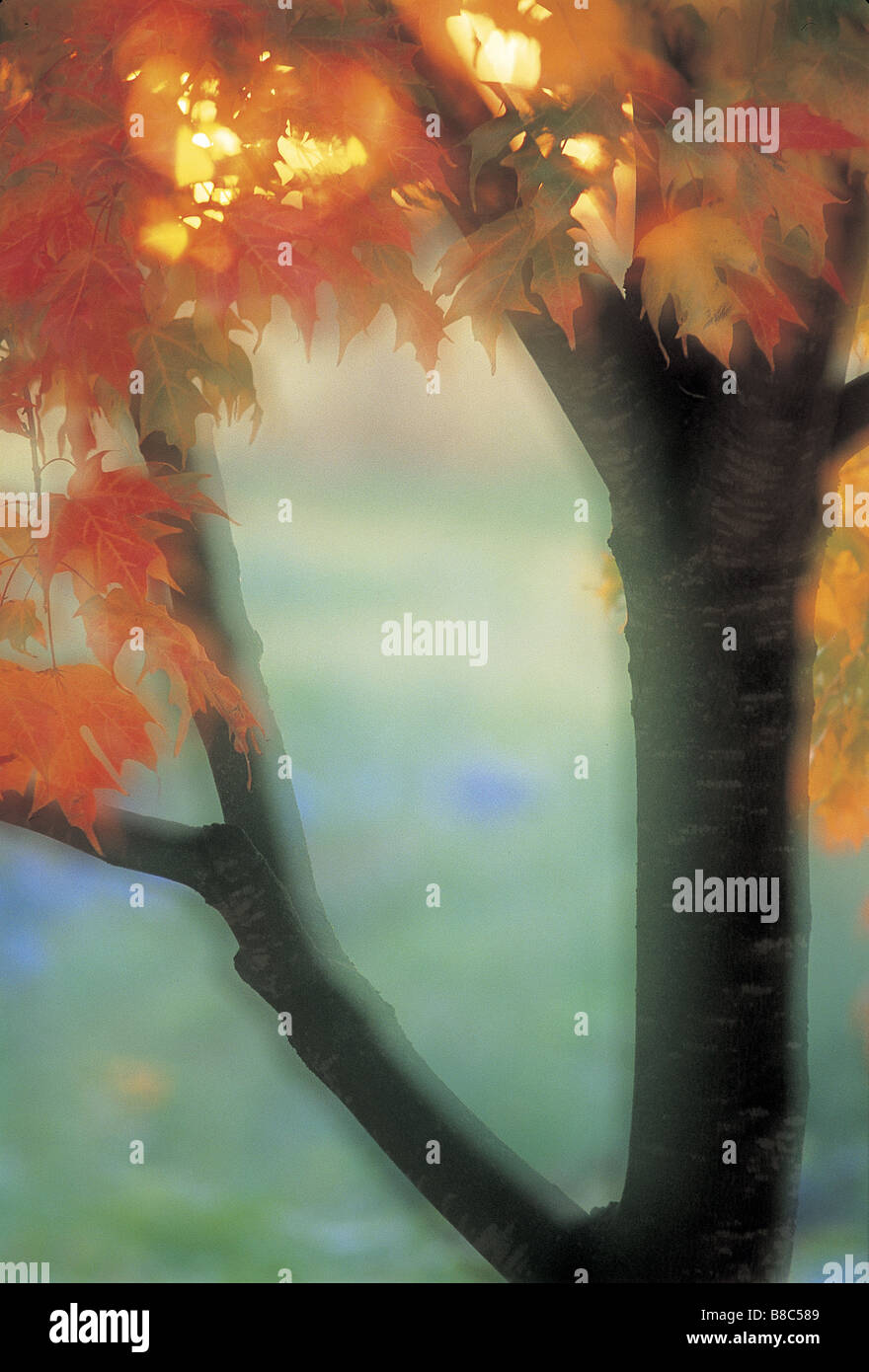 FL5551, David Nunuk; Herbst Ahorn Baum Sonnenuntergang, Soft-Fokus Stockfoto