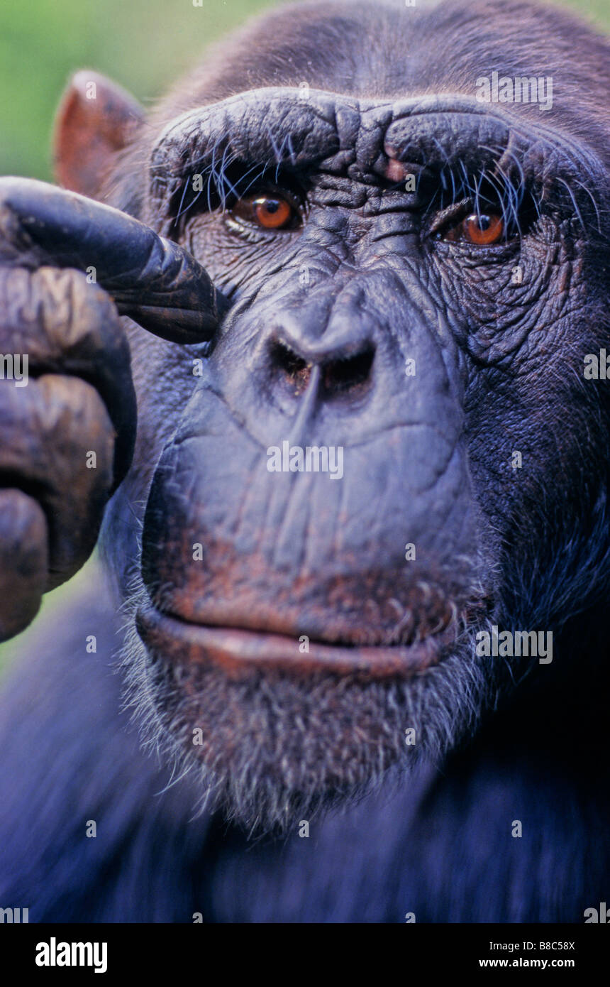 Porträt von männlichen Schimpansen Stockfoto