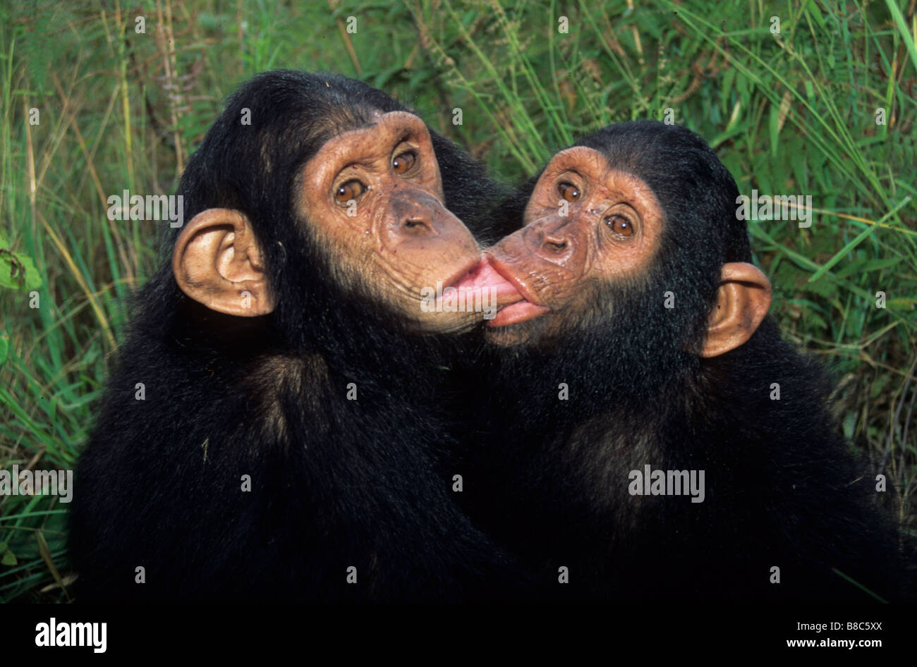 Zwei verwaiste Schimpansen Stockfoto