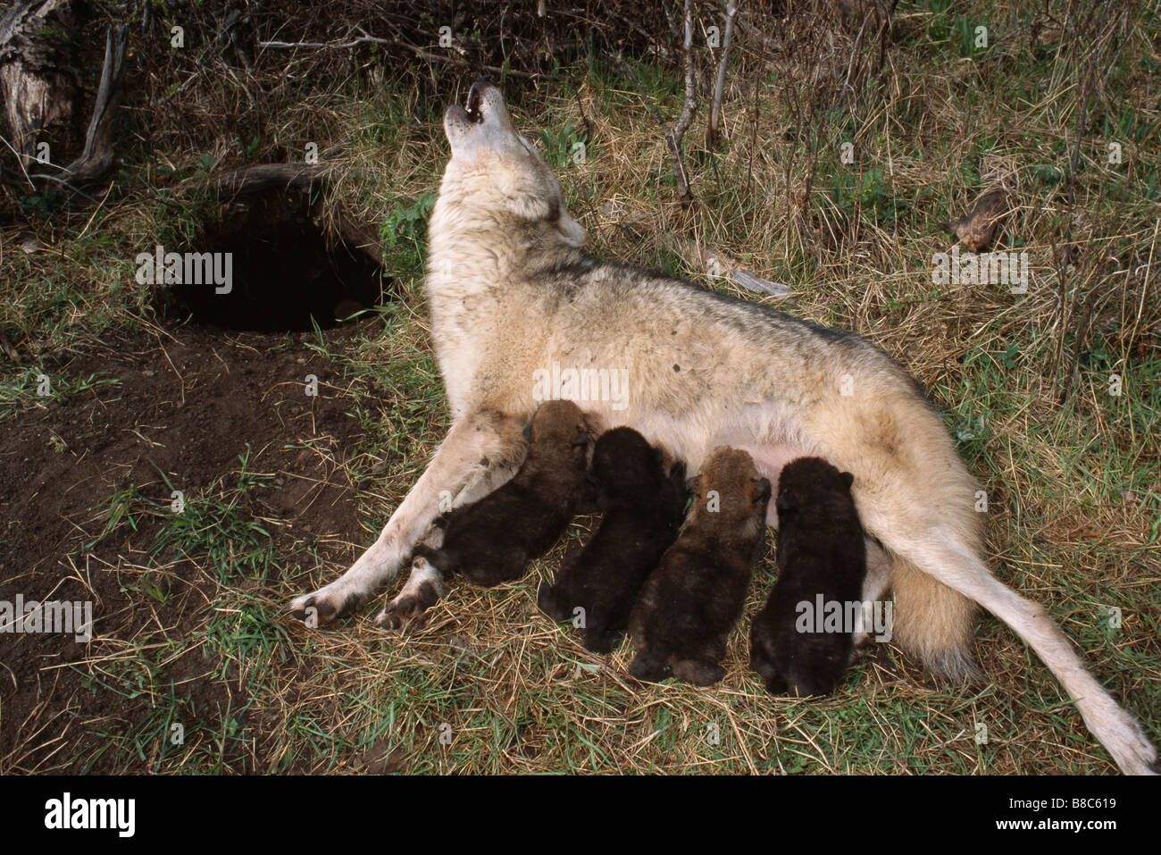 GRAUER WOLF & cubs Stockfoto