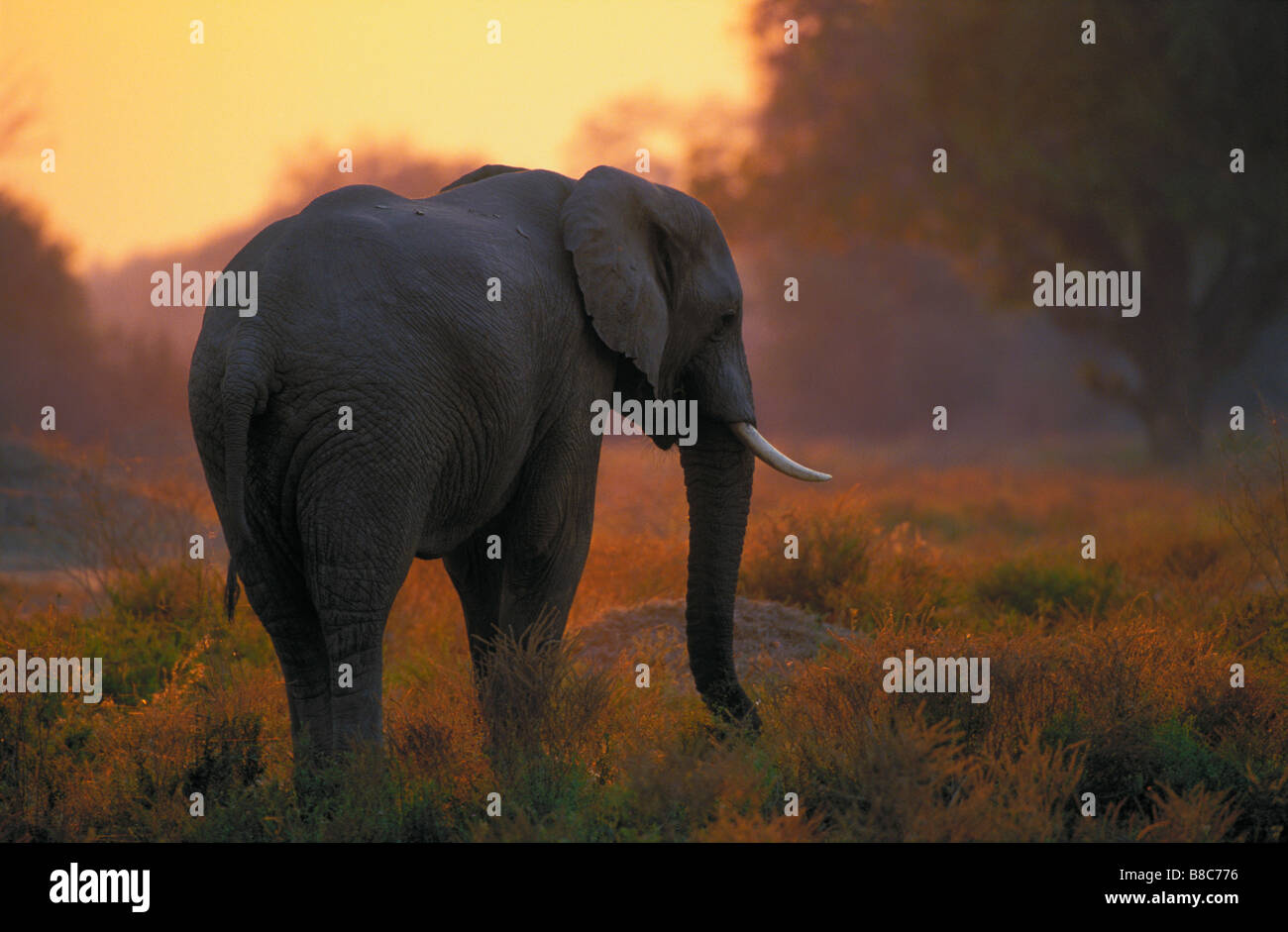 Afrikanischer Elefant, Mana Pools Nationalpark Morgendämmerung, Simbabwe Stockfoto