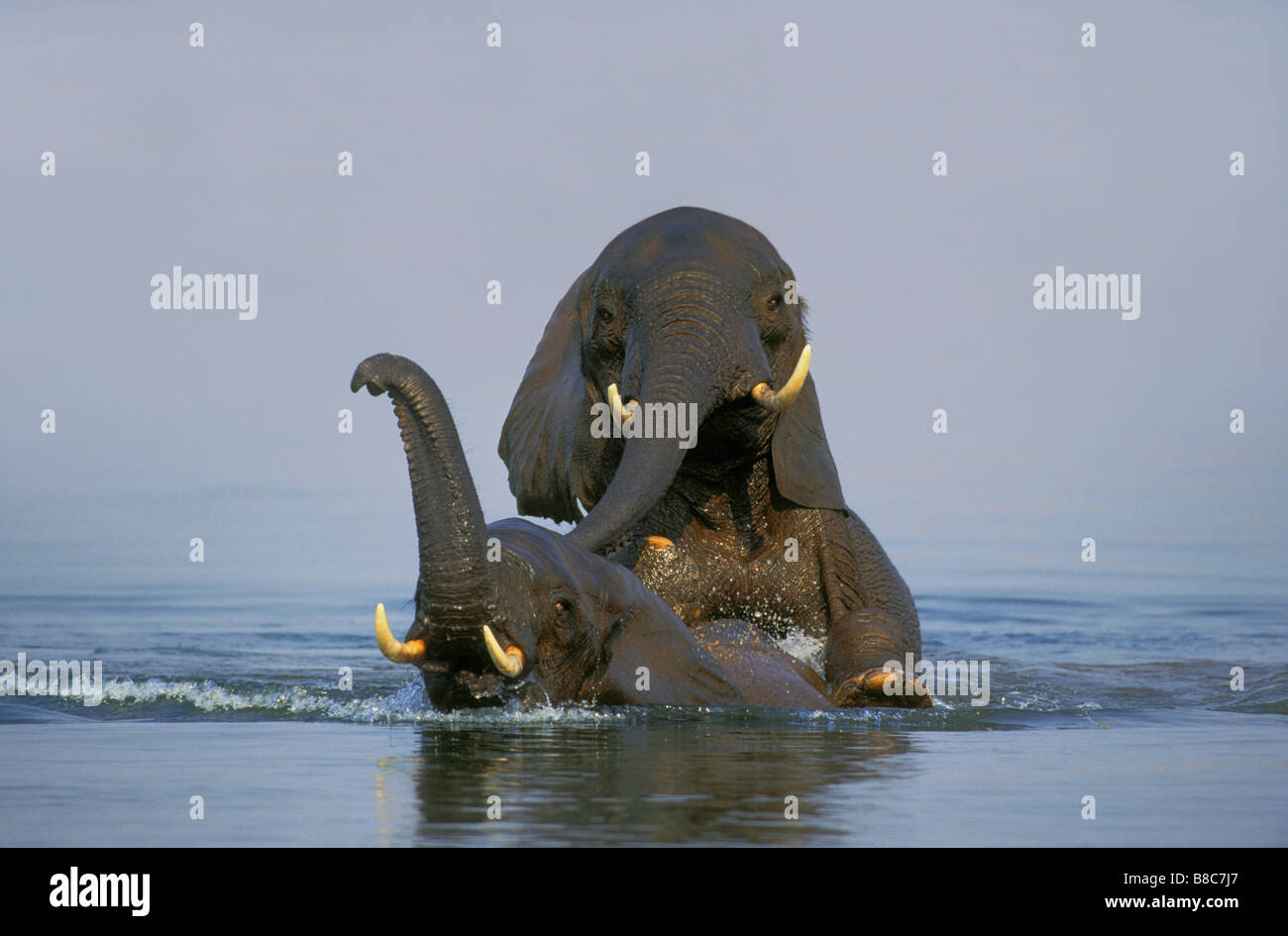 Afrikanische Elefanten, Lake Kariba, Matusadona Nationalpark, Simbabwe Stockfoto