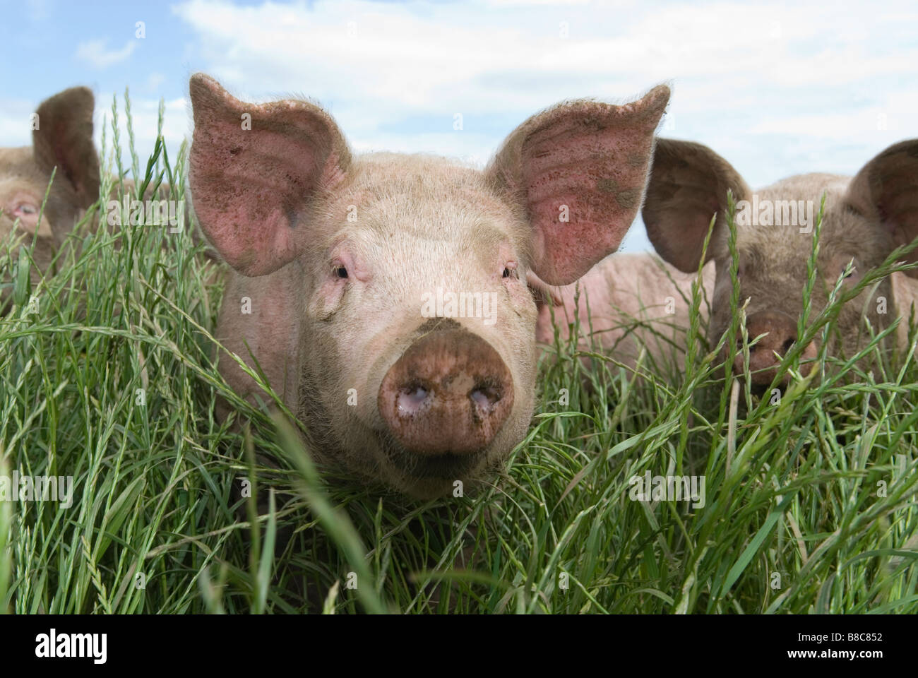 Biologisch aufgezogenen Schweine in Grass Feld Perthshire Schottland Stockfoto