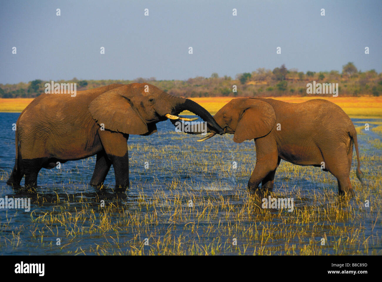 Afrikanische Elefanten, Lake Kariba, Matusadona Nationalpark, Simbabwe Stockfoto