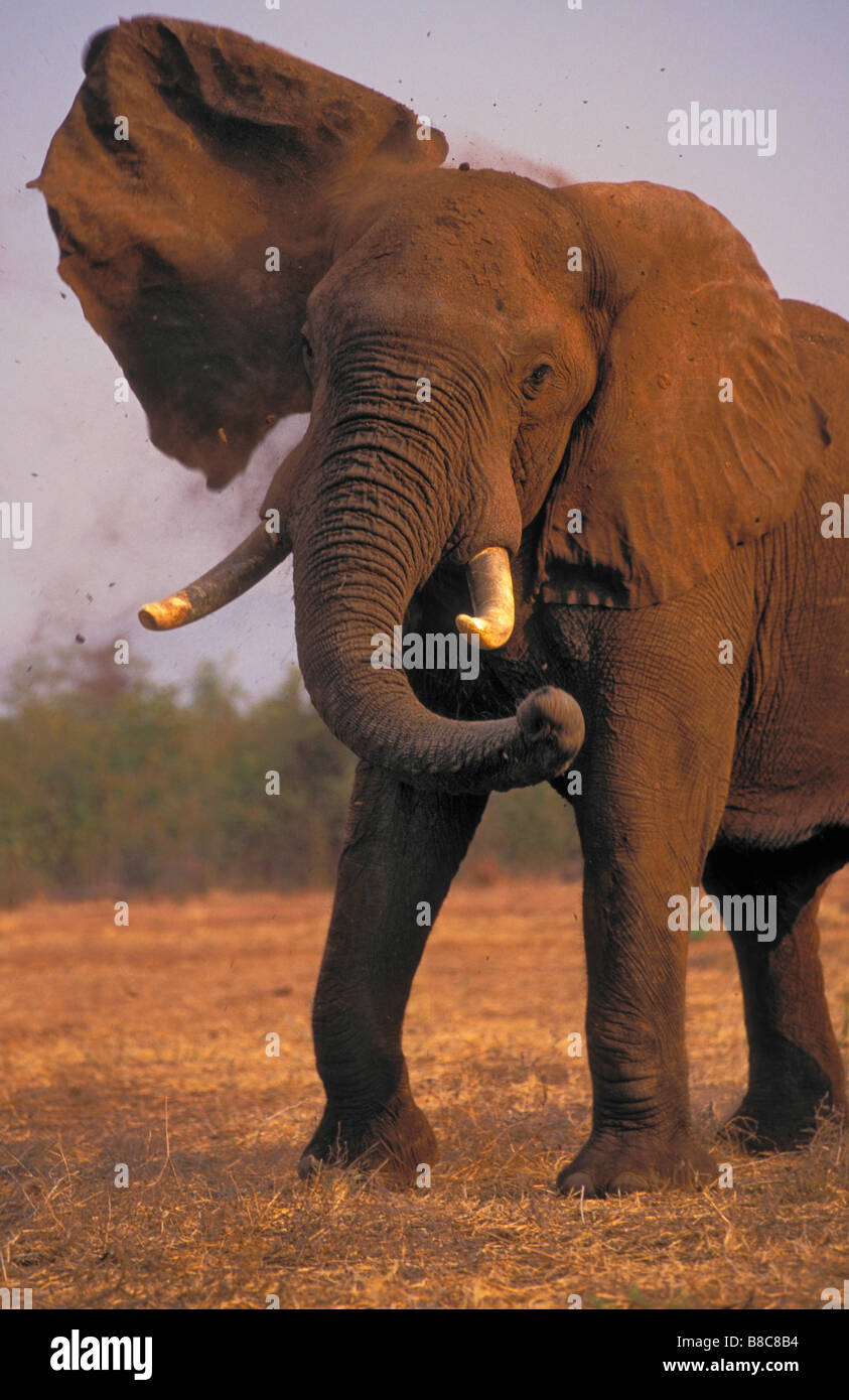 Afrikanischer Elefant, Lake Kariba, Matusadona Nationalpark, Simbabwe Stockfoto