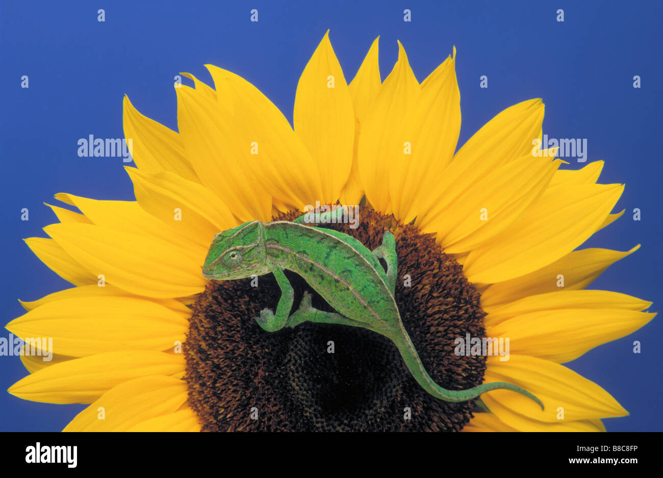 Männlichen Teppich Chamäleon Sonnenblume Stockfoto