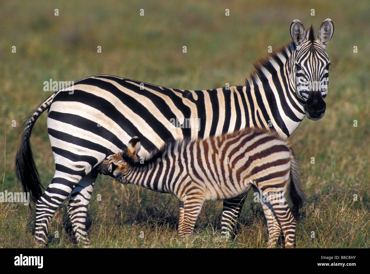 Mutter junge Ebenen Zebras, Serengeti Nationalpark, Tansania, Afrika Stockfoto