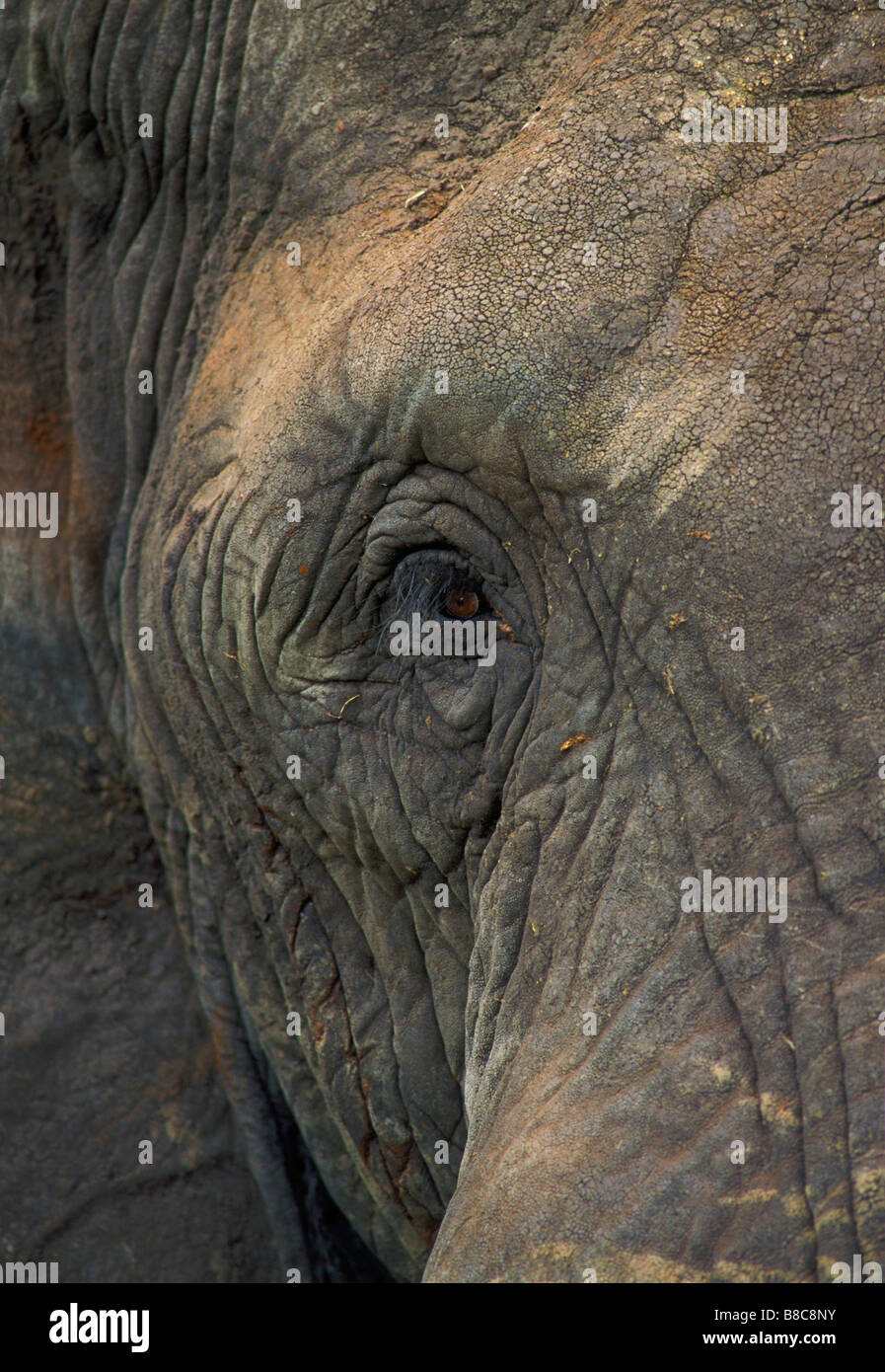 Afrikanischer Elefant, Tarangire Nationalpark, Tansania, Afrika Stockfoto