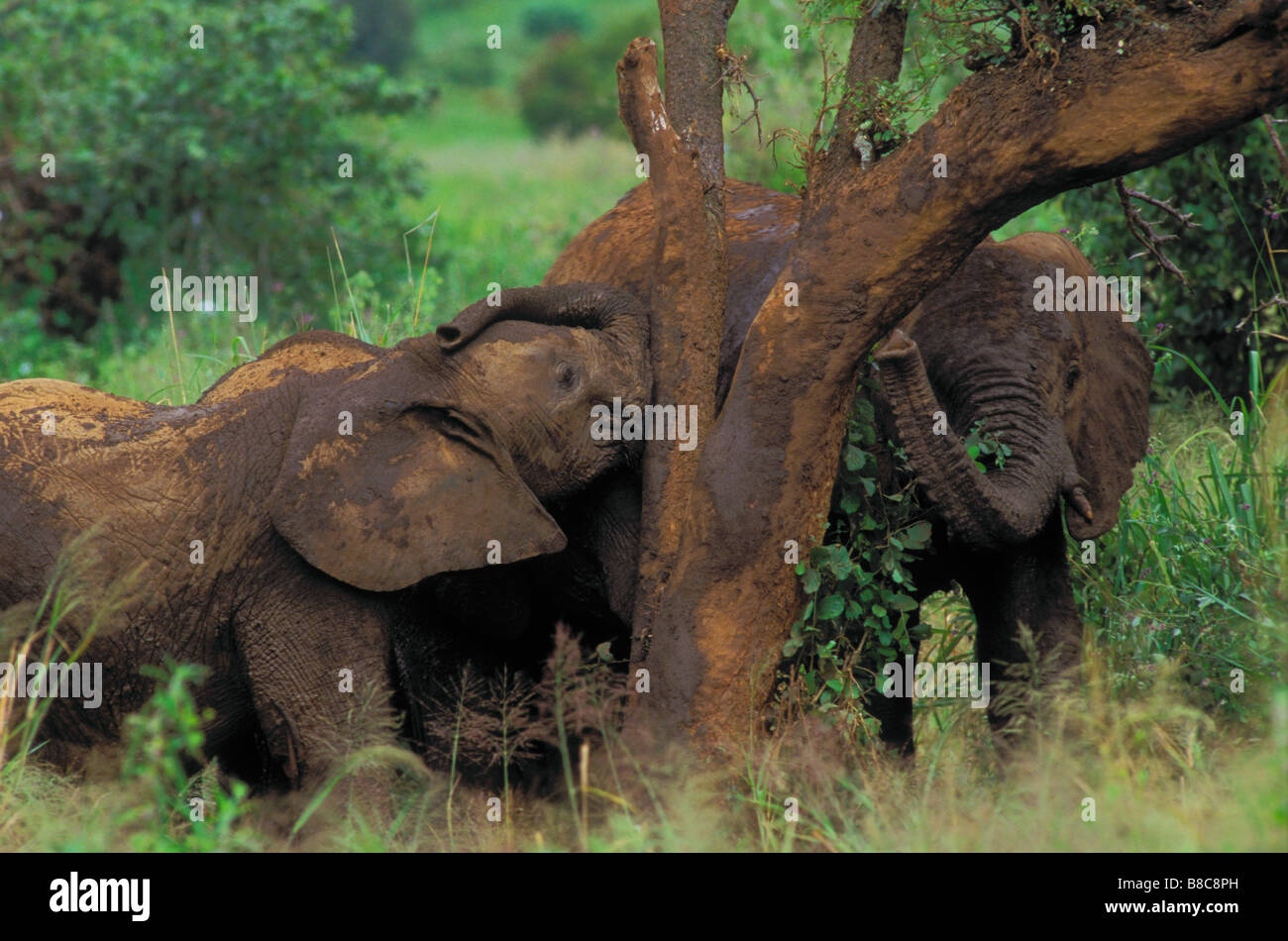Afrikanische Elefanten, Tarangire Nationalpark, Tansania, Afrika Stockfoto