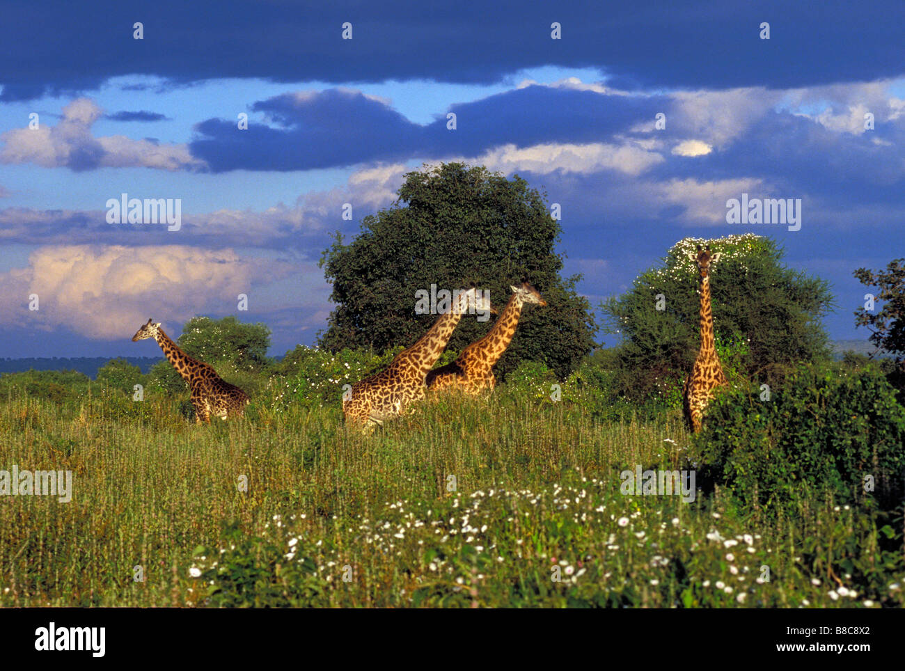 Masai-Giraffen Gewebe Blumen, Tarangire Nationalpark, Tansania, Afrika Stockfoto