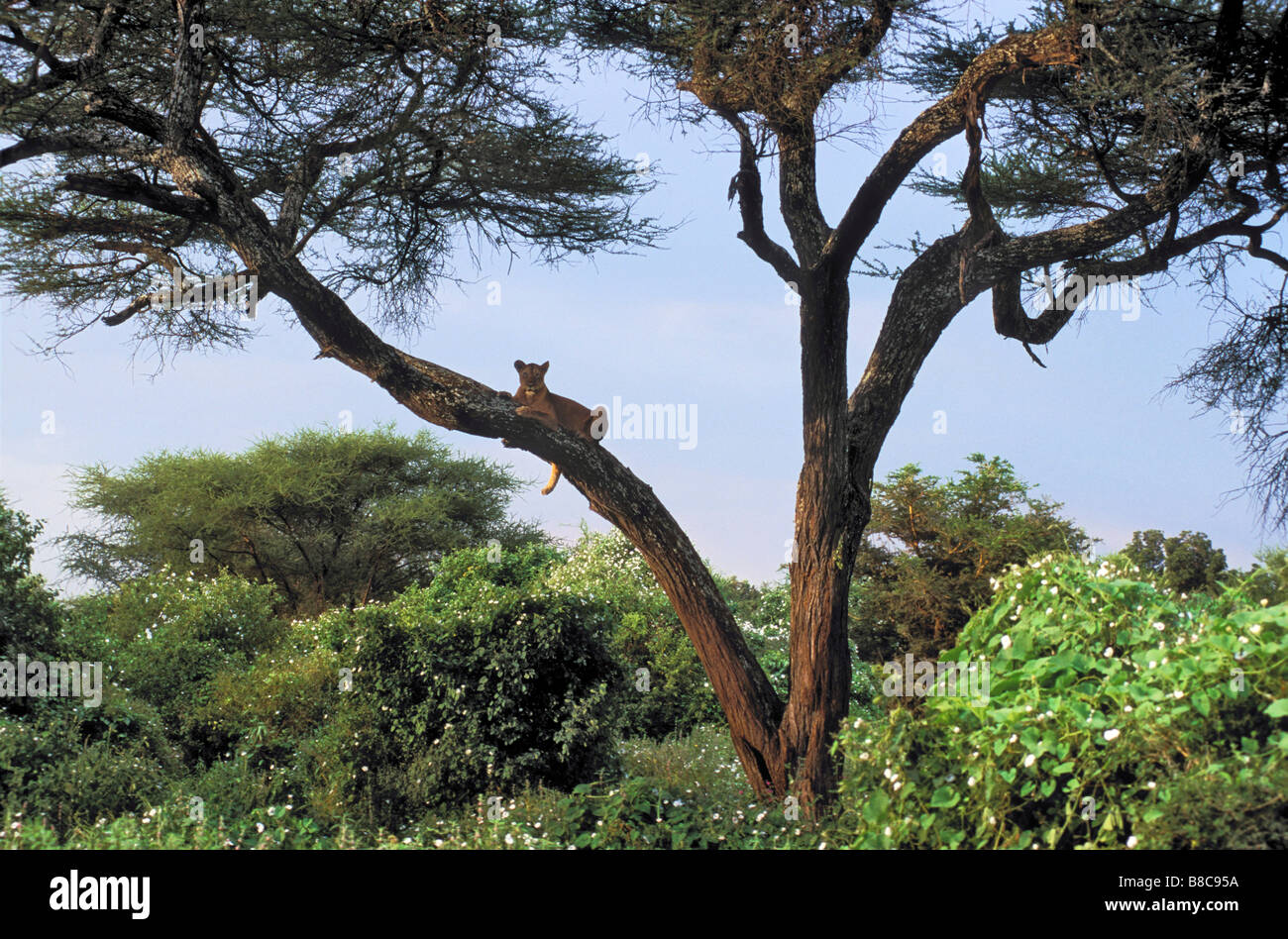 Ihr Löwe Akazie Baum, Serengeti Nationalpark, Tansania, Afrika Stockfoto