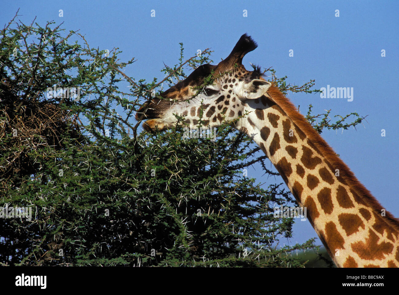 Masai-Giraffe Akazie Baum, Serengeti Nationalpark, Tansania, Afrika Stockfoto