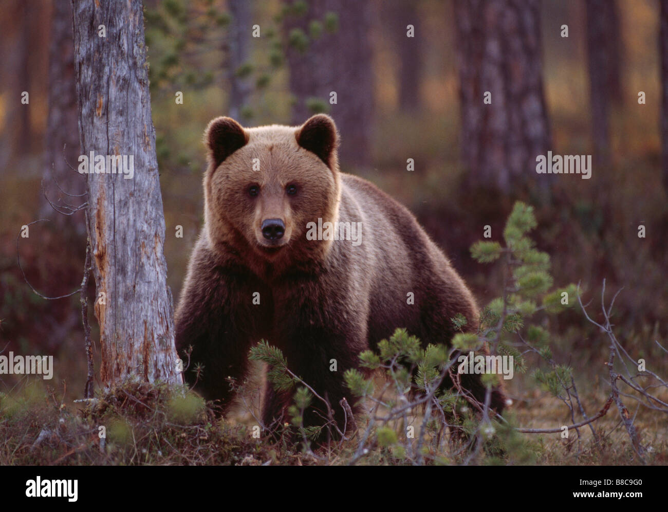 BRAUNER BÄR Stockfoto