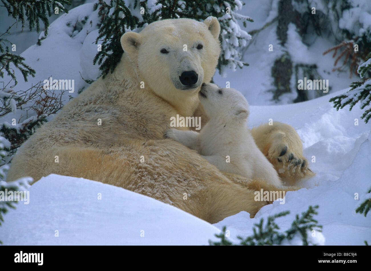 Eisbär & jung Stockfoto