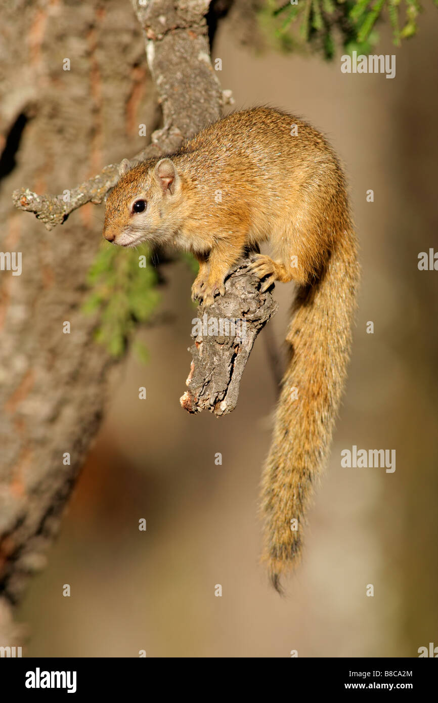 Ein Baum Eichhörnchen (Paraxerus Cepapi) sitzt in einem Baum, Krüger Nationalpark, Südafrika Stockfoto