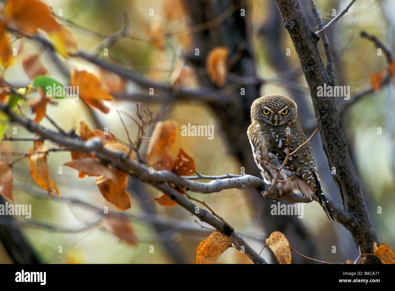 Perle entdeckt Owlet, Simbabwe Stockfoto