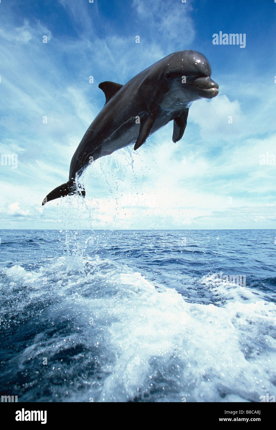 Delphin springen Stockfoto