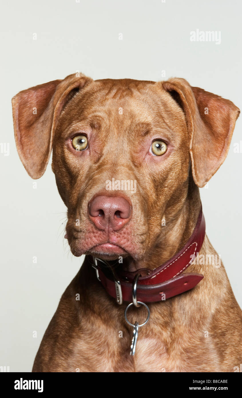 Porträt-Pit-Bullterrier Stockfoto