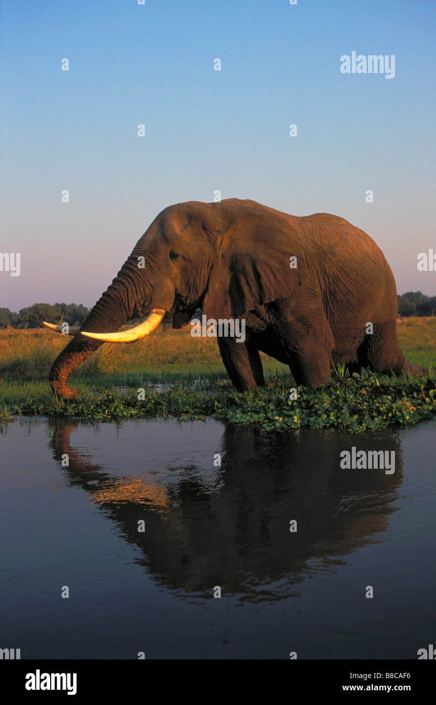 Afrikanischer Elefant, Sambesi, Mana Pools Nationalpark, Simbabwe Stockfoto