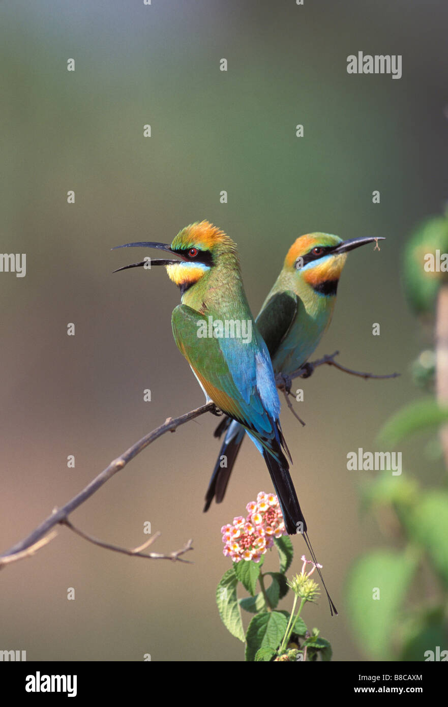 REGENBOGEN-BIENENFRESSER Stockfoto
