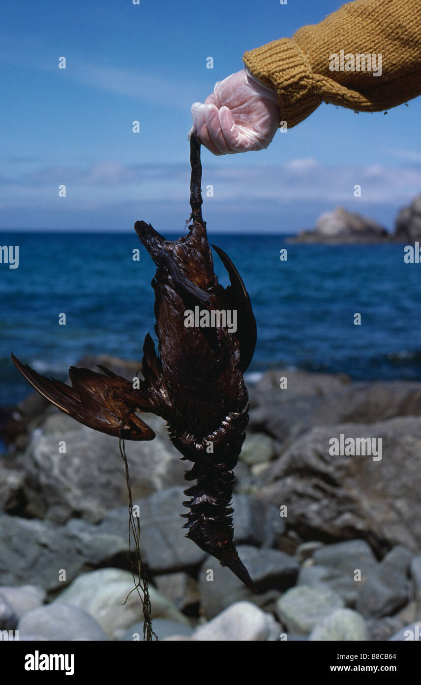 geölte GUILLEMOT Stockfoto