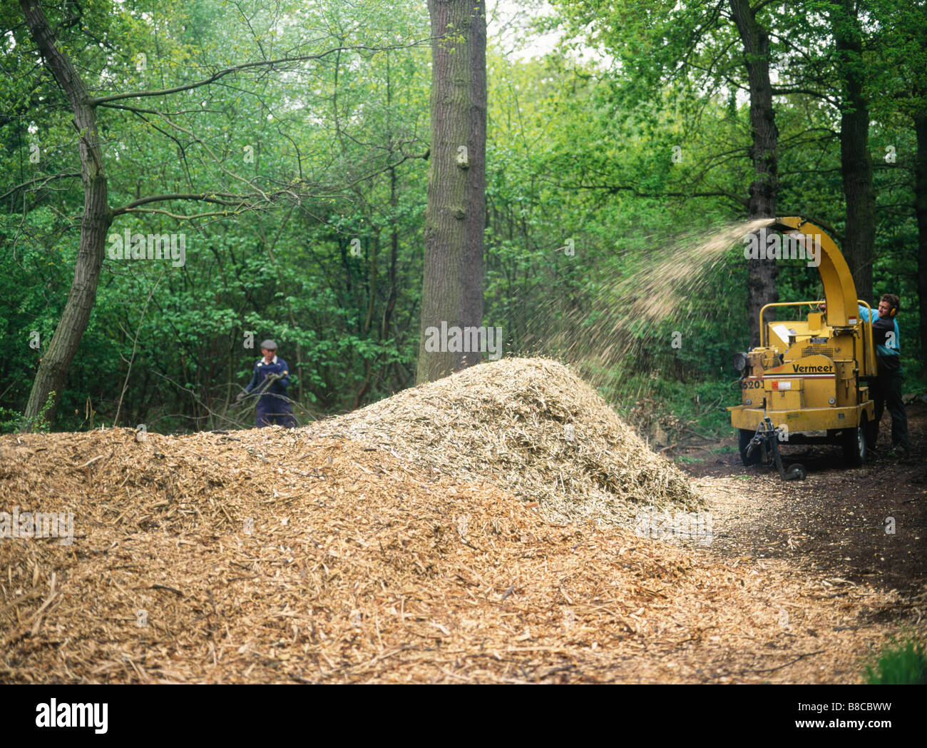 Herstellung von Hackschnitzel Stockfoto