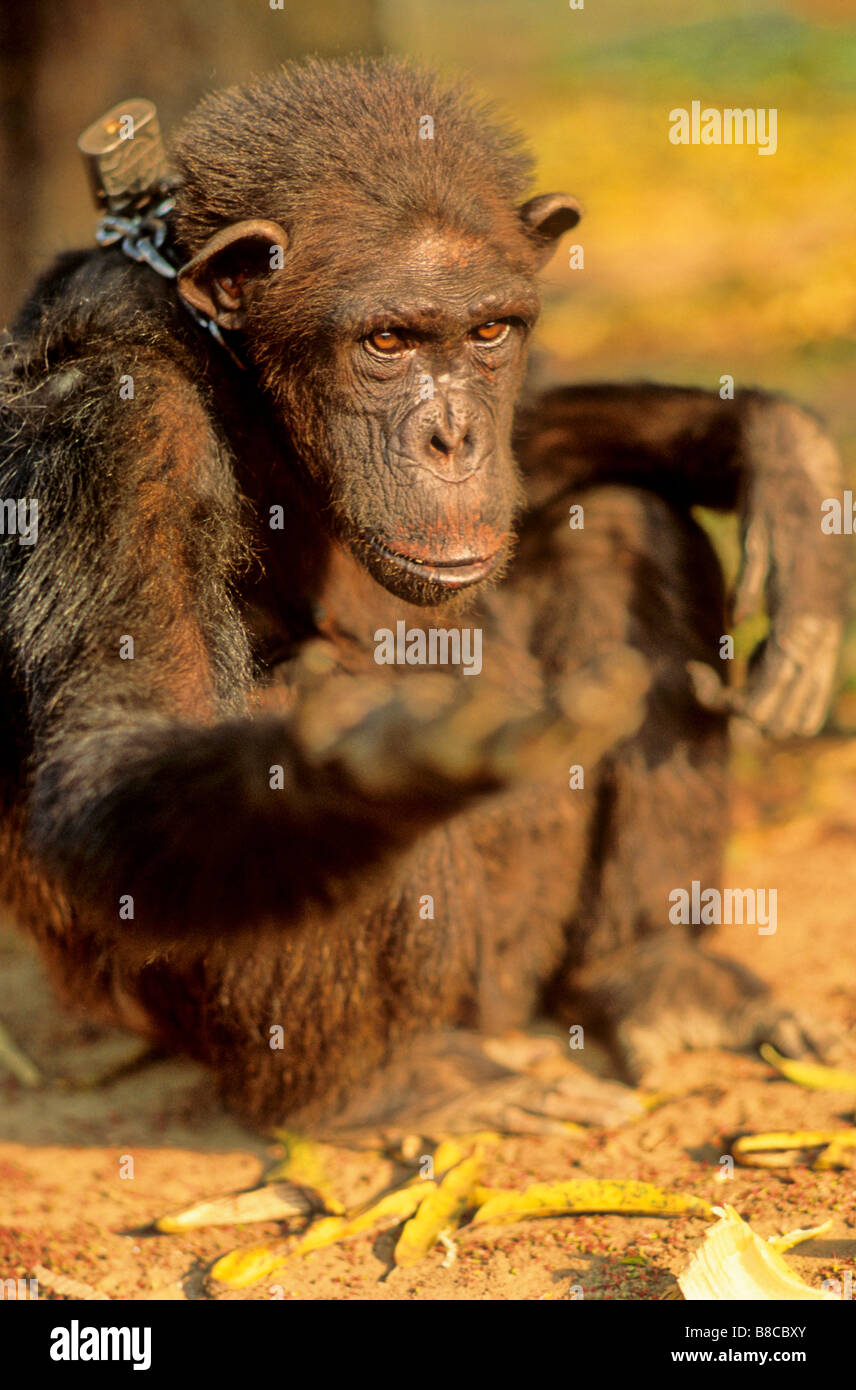 Gefangene Schimpansen Stockfoto