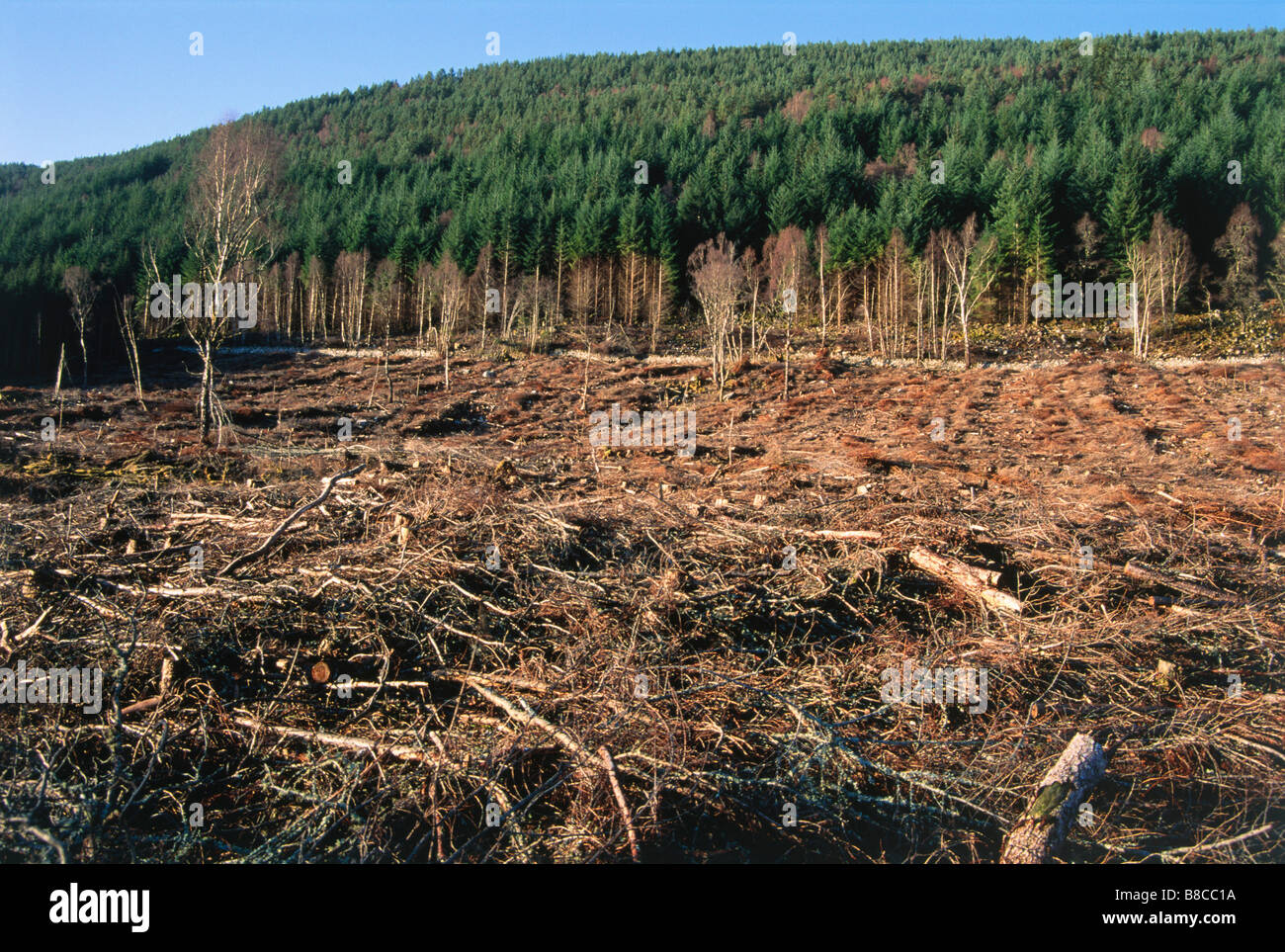 Ernte von Nadelbäumen Stockfoto