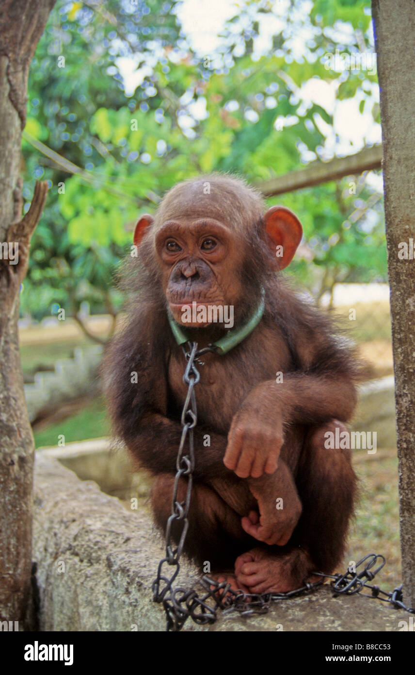 Baby verwaiste Schimpansen Stockfoto
