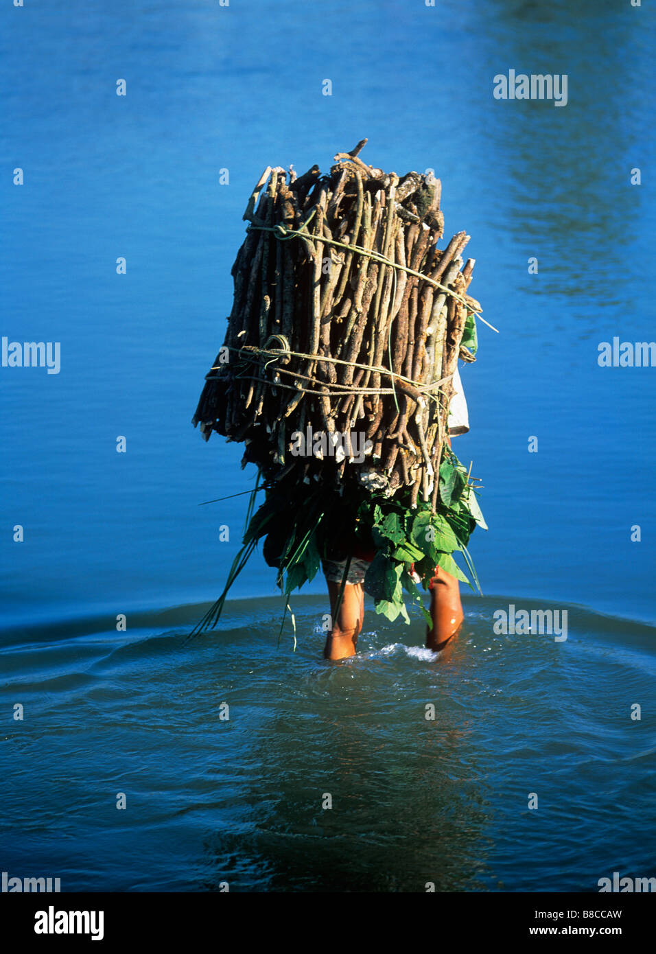 Sammeln von Feuerholz Stockfoto