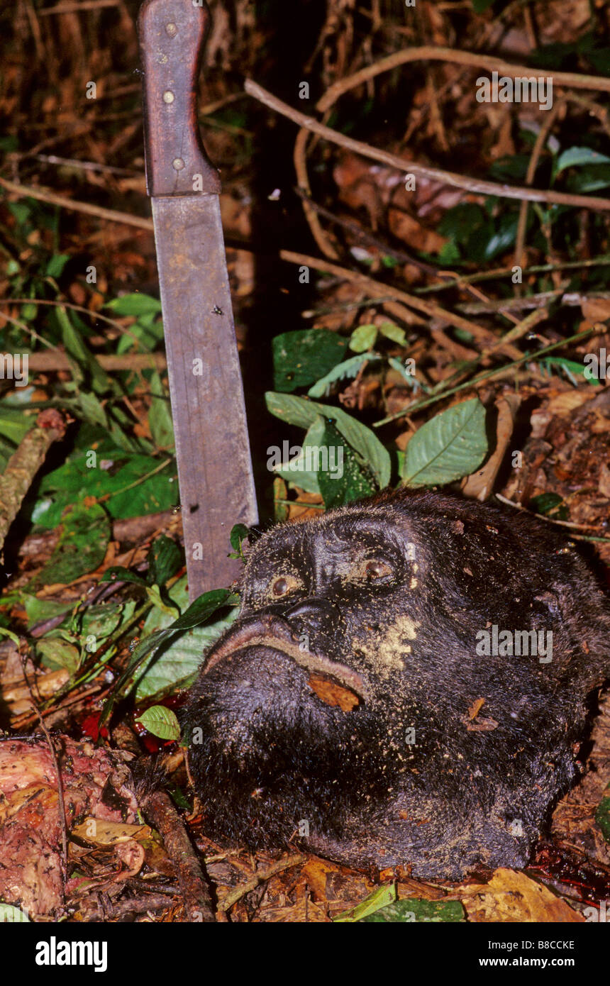 Ausrangierte Flachlandgorilla-Kopf Stockfoto