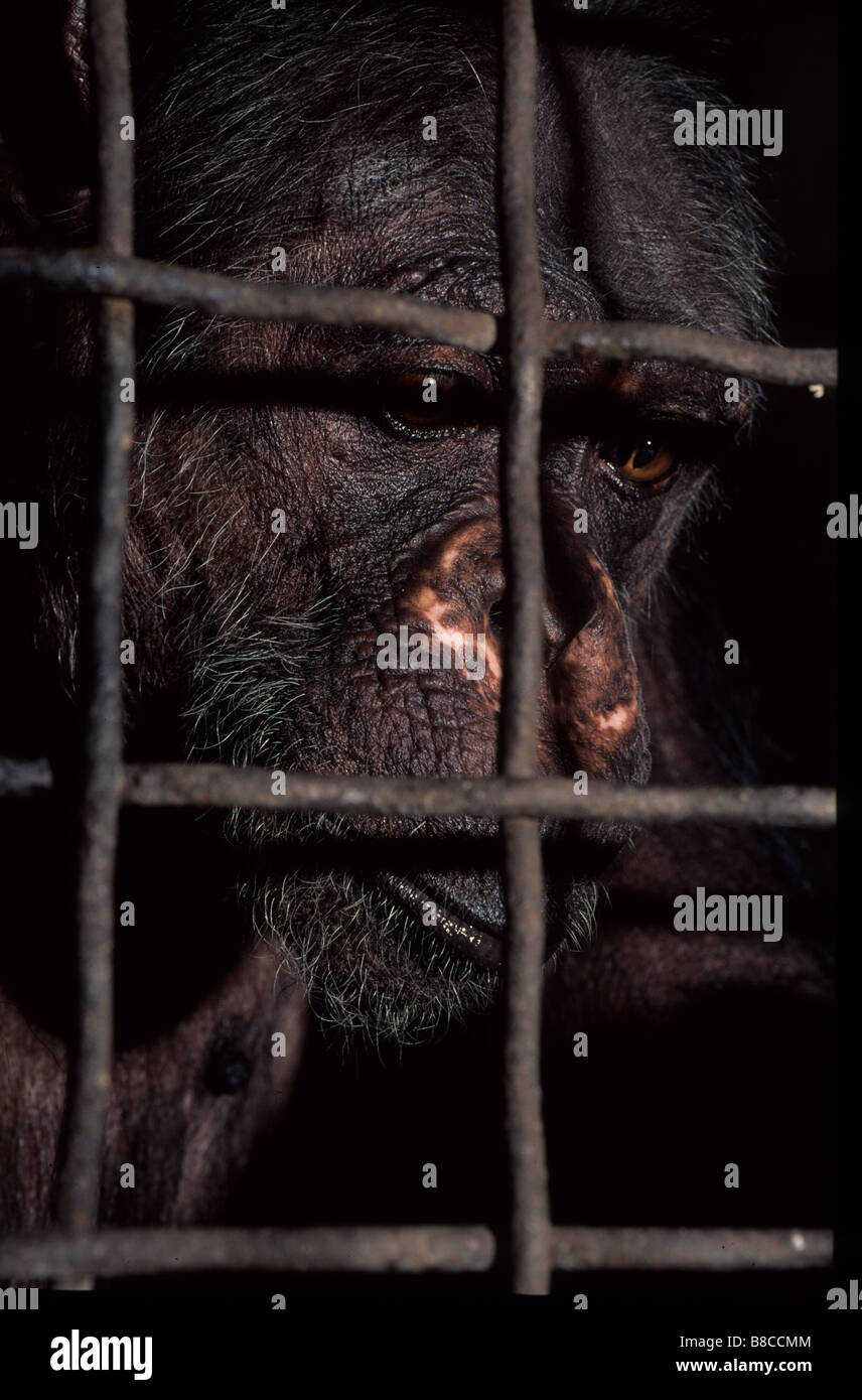Porträt von Käfig Schimpansen Stockfoto