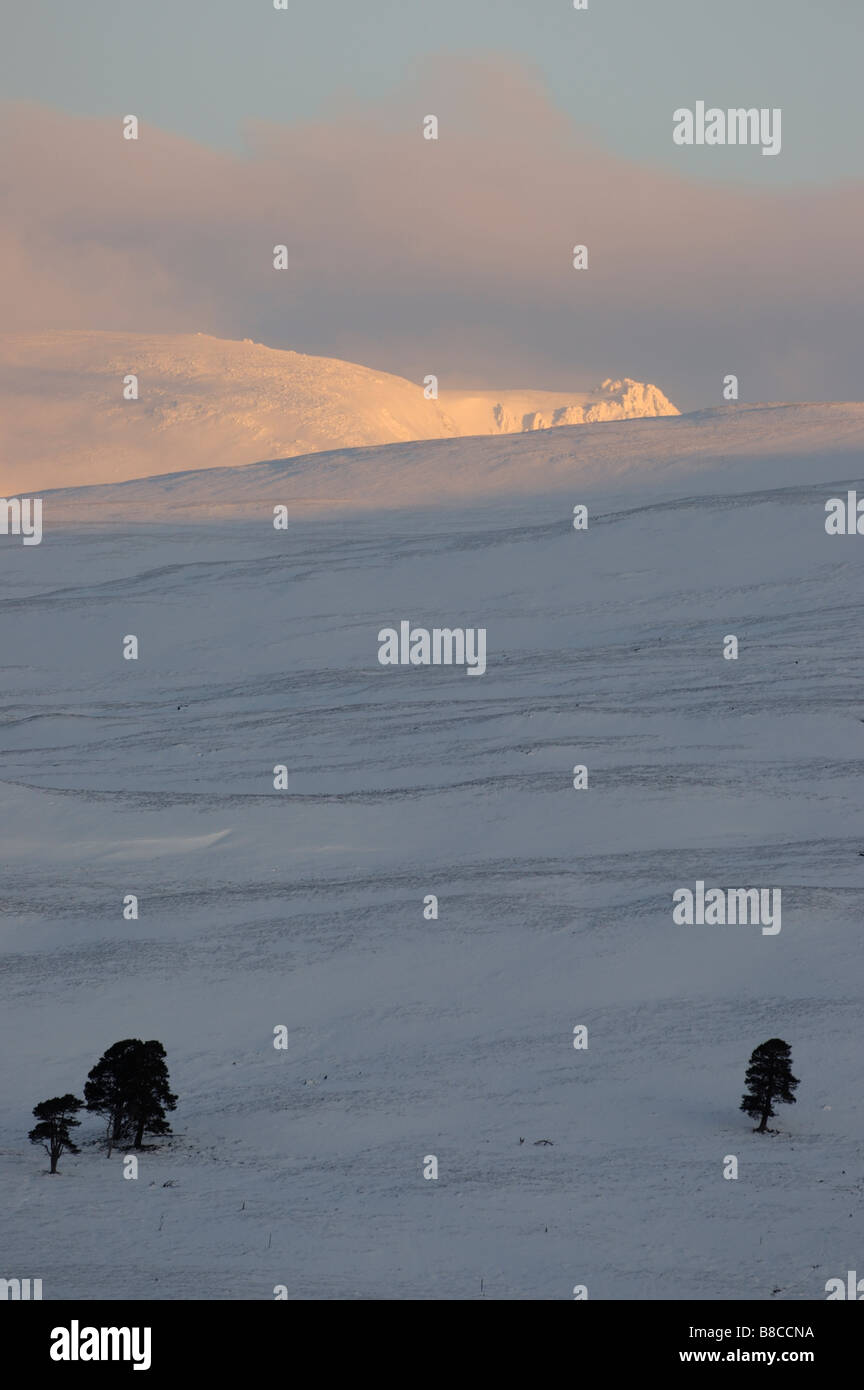 Reste der Caledonian Wald in der Nähe von Braemar, Deeside, Aberdeenshire, Schottland, Großbritannien. Blick Richtung Beinn ein Bhuird. Stockfoto