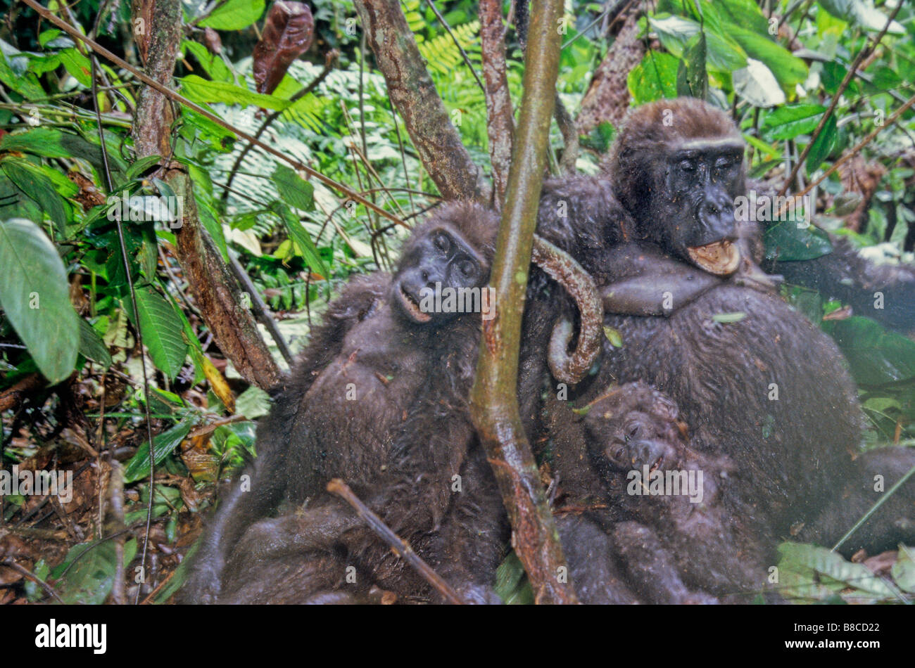 Pochierte Familie des gorillas Stockfoto