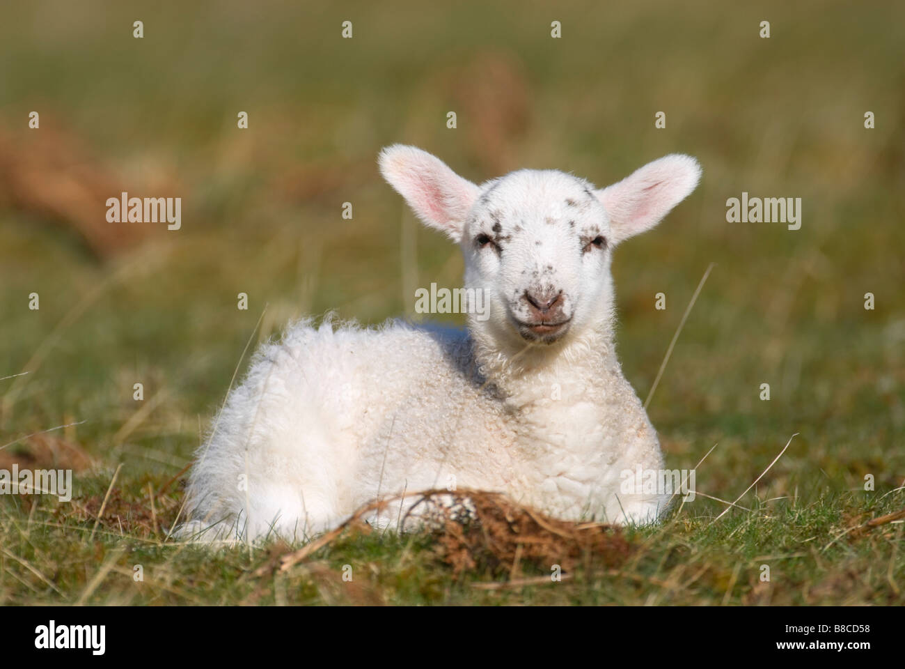 Lamm, ruht im Manor-Tal in der Nähe von Peebles schottischen Grenzen Schottland Stockfoto