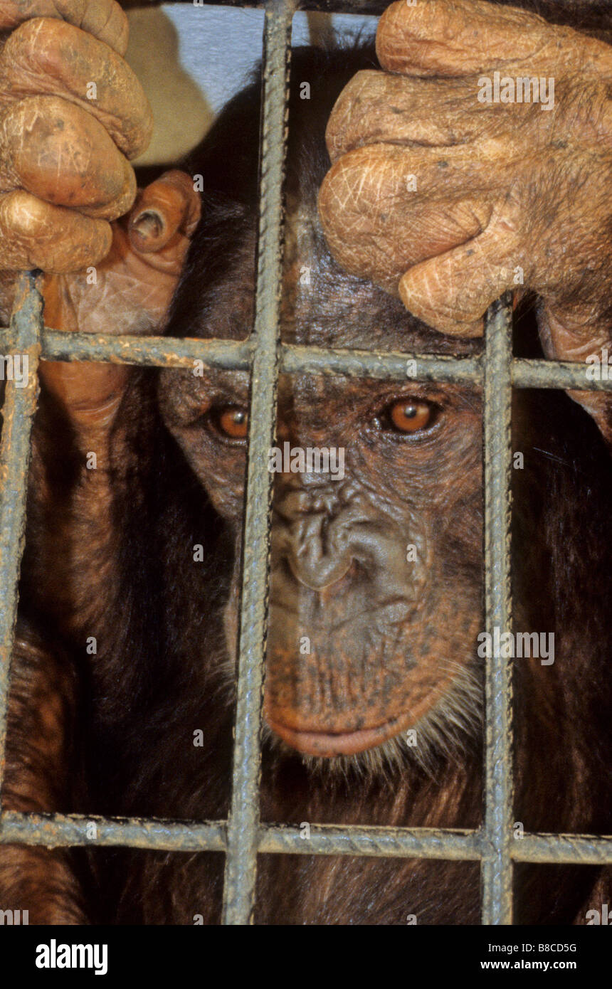In Gefangenschaft verwaiste Schimpansen Stockfoto