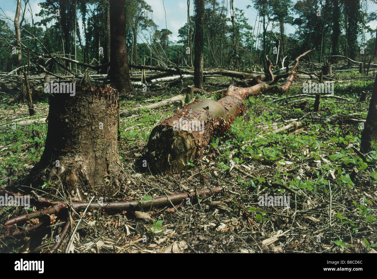 Waldlichtung Stockfoto