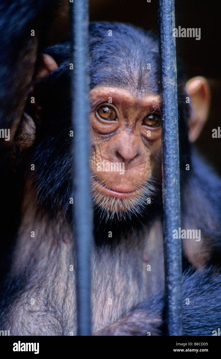 Baby Schimpansen Stockfoto