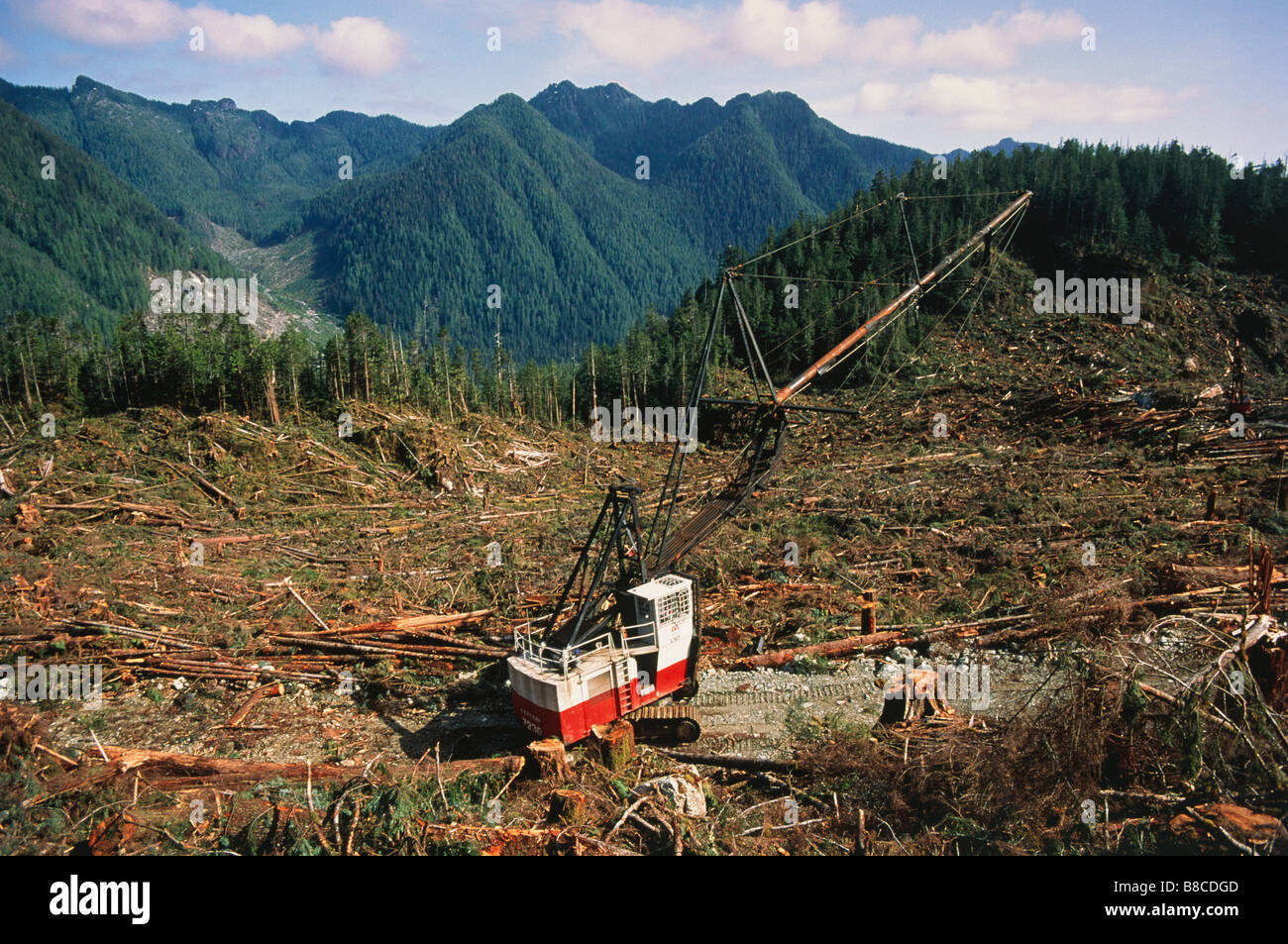 Abholzung des gemäßigten Regenwald Stockfoto