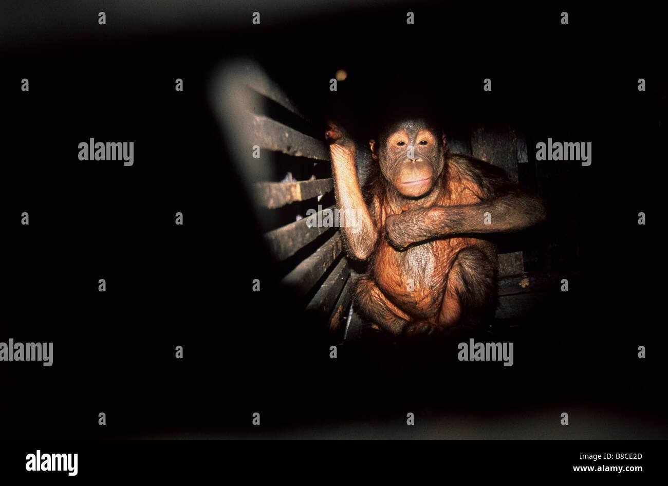 Orang-Utan erfasst Stockfoto