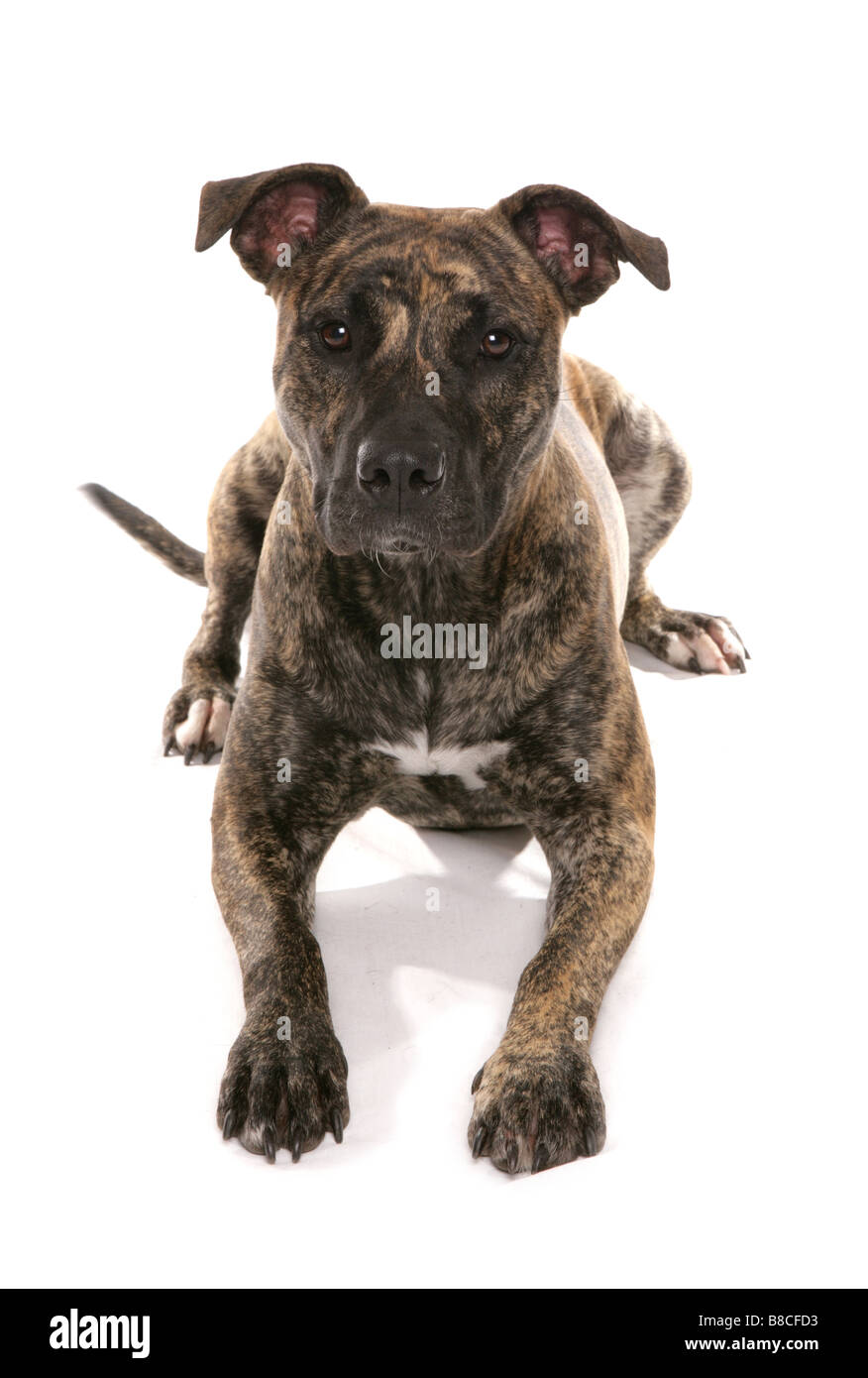 Staffordshire Bull Terrier Kreuz Verlegung Studio Stockfoto