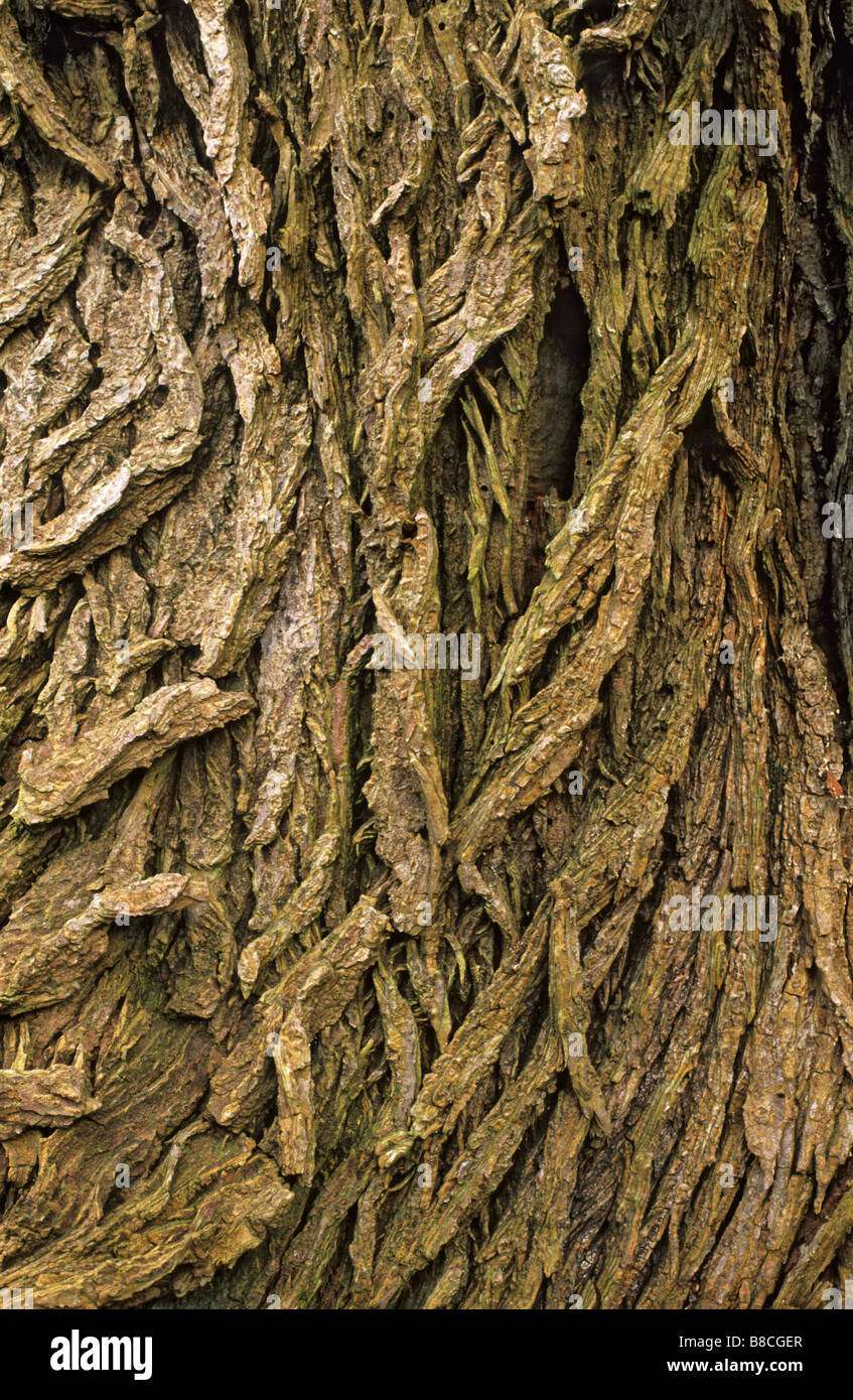 Detail der Wych Ulme Ulmus Glabra Rinde Cartland Klippen Cylde Tal Woodlands national Naturschutzgebiet South Lanarkshire, Schottland Stockfoto