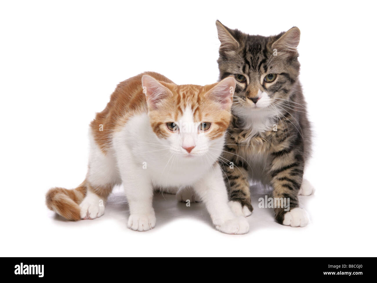 Tabby und Ingwer Katzen sitzen Studio Stockfoto