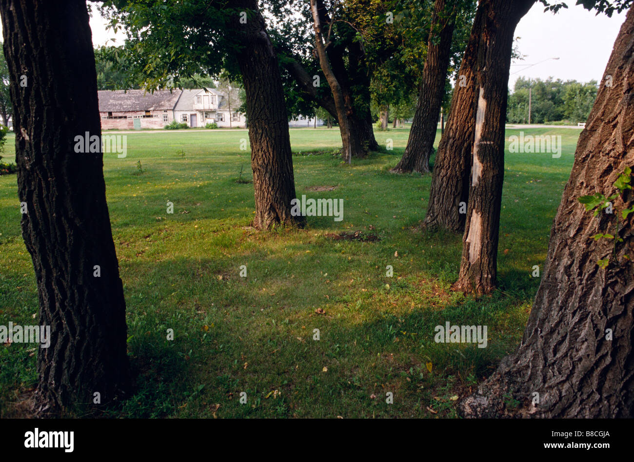 Pappeln entlang der main Street, Mennonite Street Village, Neubergthal, Manitoba Stockfoto