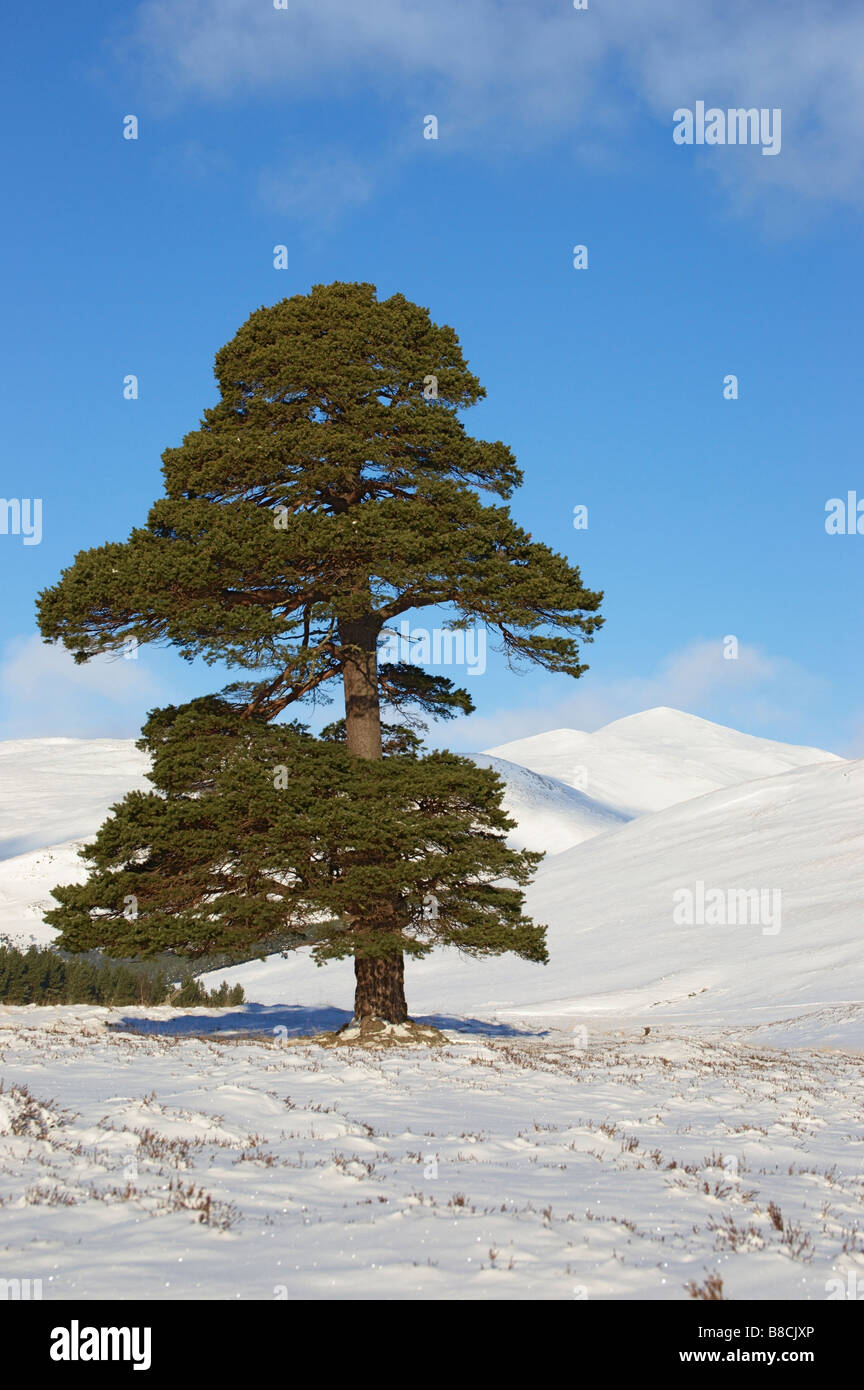 Derry Cairngorm und Föhren Baum von Glen Lui, Cairngorms National Park, Aberdeenshire, Schottland. Stockfoto