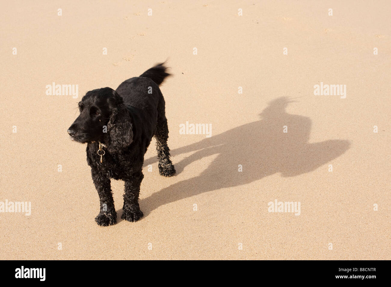 Hund mit einem großen Schatten an einem Sandstrand Stockfoto